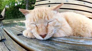 公園のベンチを占領して気持ち良さそうにお昼寝する老猫達