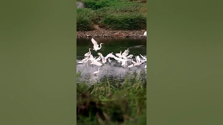 Heron Flock Flying & Landing - DayDayNews