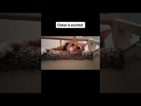 Oskar is excited