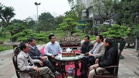 CHIA SẺ KIẾN THỨC CHUNG VỀ CÂY CẢNH NGHỆ THUẬT (PHẦN 4)