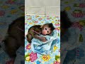 Newborn Baby Monkey Chika wakes up looking more Beautiful and Cute