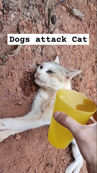 Dogs attack cat #shortsfeed #cat #catrescue #shortsviral #shorts