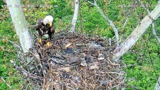 Glen Hazel (Hays) Eagles- Mom observation 8:52am 05-21-2026