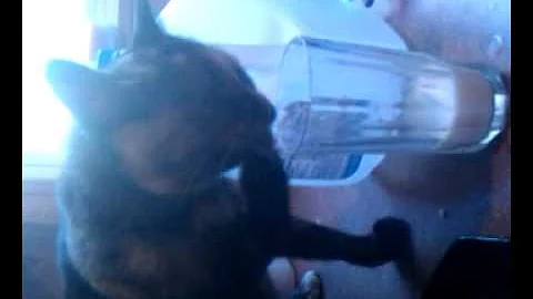 Cat drinking milk with paw
