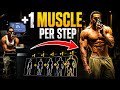 +1 Muscle per step