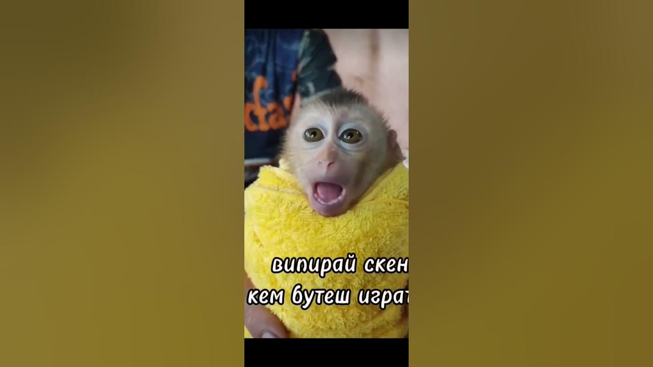 прикольная обезьянка - YouTube