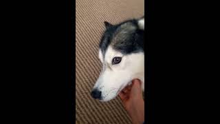 Happy (late) bithday doggo