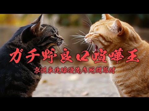 野良猫キング An overly obedient genius cat that jumps at the call of its