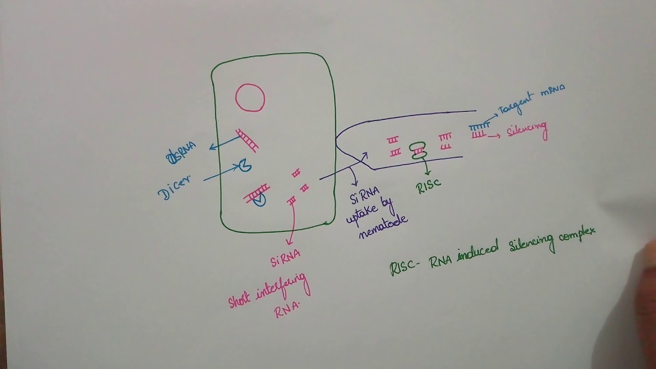RNA INTERFERENCE , class 12 NEET , biotechnology and it's application ...