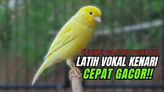 Download Lagu Masteran Kenari PAUD Super BUNYI Dijamin Cepat Gacor! \u0026 agar Kenari diam agar bunyi \u0026 gacor MP3 Download Lagu Masteran Kenari PAUD Super BUNYI Dijamin Cepat Gacor! \u0026 agar Kenari diam agar bunyi \u0026 gacor MP3