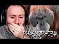 ORANGUTANS AND BANANAS | Phasmophobia