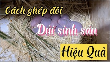 CÁCH GHÉP ĐÔI VÀ NHẬN BIẾT DÚI MANG BẦU Hiệu Quả(Chuột Tre 37)
