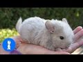 Baby Chinchillas Playing - CUTEST Compilation