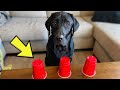 Testing My Dogs Memory!!