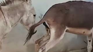 تزاوج الحمير. تزاوج الحيوانات. تزاوج الأسود . حمار يتذوق بول، انثى الحمار. غابات . حيوانات متوحشه.