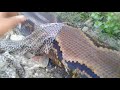 SATISFYING SHEDDING PYTHON. ULAR PITON GANTI KULIT. PUAS RASANYA SAAT MENGELUPAS SAMPAI EKOR.