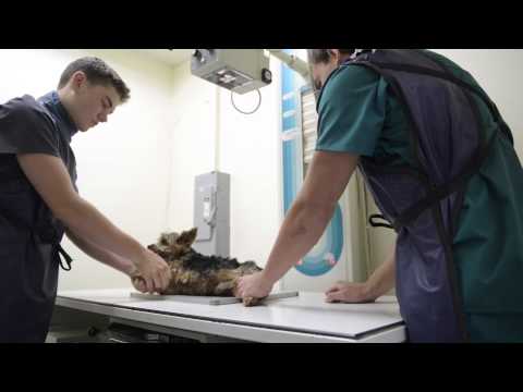 Mission Veterinary Clinic and Animal Emergency Hospital