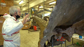 Dove sono stati trovati resti di dinosauri?