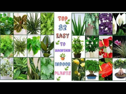 Video: 10 Rules For Caring For Indoor Plants