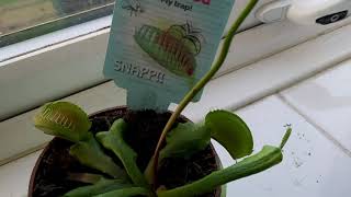 Venus Fly Trap Blooming and New Growth