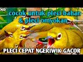 Terapi Penggacor Pleci Paling Ampuh Agar Pleci Buka Paruh !! Terapi pleci terbaru