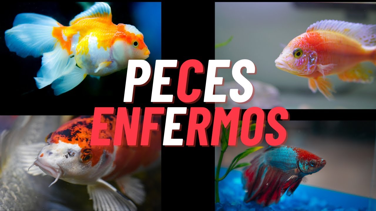 Cuál Es La Mejor Forma De Prevenir Enfermedades En Los Peces Exóticos