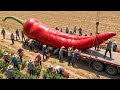 How Red Chili Powder Is Made in a Factory | Chili Powder Manufacturing Process.
