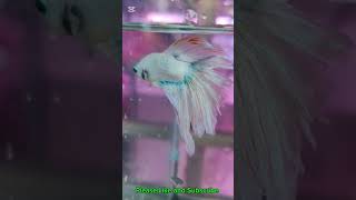 Beautiful Betta Fish Aquarium 🐠 #shorts
