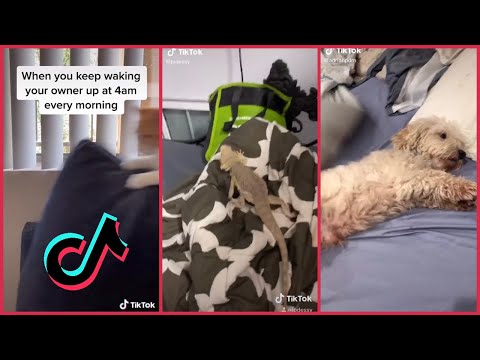 Nestle Crunch TikTok Trend #2 [TikTok Compilation]