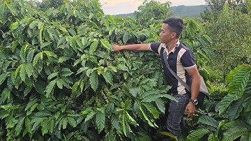 Vườn đẹp nguồn thu mạnh,giá rẻ bèo mua vào thu mùa luôn ao cá to bám 420 mét bê tông Lh 0979653223