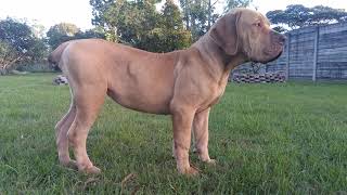 Real Boerboels - The Majestic Girl of Color: Rare Liver Nose Boerboel Beauty! 🐾