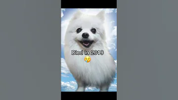 Memes make dogs immortal part 4 #shorts