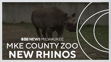 CBS 58 Exclusive: Milwaukee County Zoo welcomes 2 Eastern black rhinos