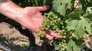 Napa's 2023 grape harvest may be delayed by weeks due to weather