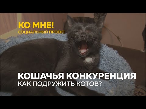 «Ко мне!»: как подружить враждующих котов