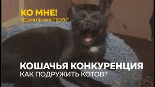 «Ко мне!»: как подружить враждующих котов