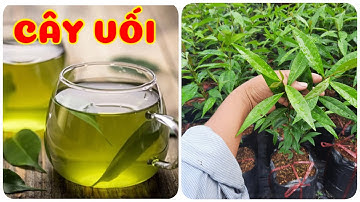 Cây lá vối rất hữu ích 0386569374 - Ngọc Ngân Bến Tre