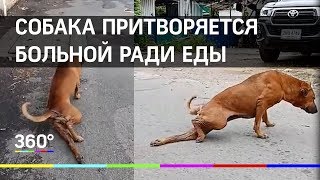 Собака-попрошайка притворяется больной ради еды Собака-попрошайка притворяется больной ради еды