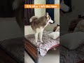 Forgot to Close the Door… Tom &amp; Zara Took Over the Bed Like Bosses 😂🐾 | Funny Huskies #DogShorts