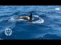 Mirad cómo se comportan las orcas - Tarifa verano 2020