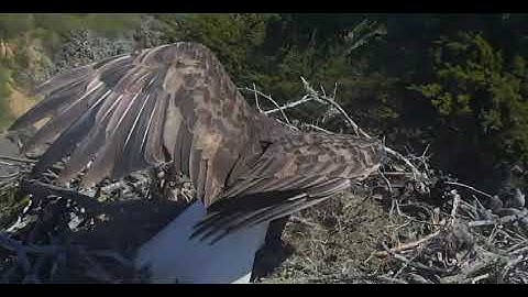 Sauces Eagle Cam - Mr.