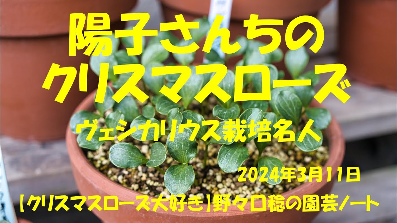 2024.3.11 陽子さんちのクリスマスローズ