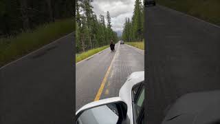 Lone Bison Wanders Through Yellowstone National Park