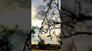 Nature Feel Bgm  Whatsapp Status  Harris Jayaraj Bgm