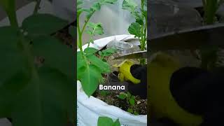simple techniques for growing potato without garden