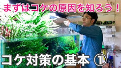 水草水槽の作り方 ノウハウや技術 トラブル時の解決方法 Ada製品の使い方 水草の育成方法等について詳しく解説しています これからネイチャーアクアリウムを立ち上げたい方から 初心者 中級者までに最適なレベルの内容になっています