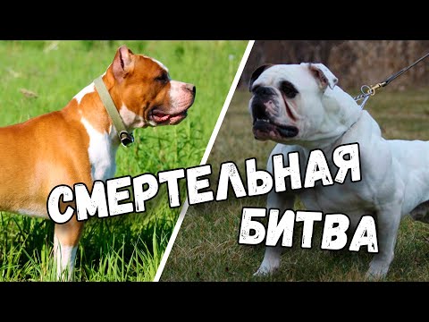 Видео: Может ли собака стать беременной в первый раз?