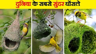 दुनिया का सबसे सुंदर घोंसला ये पक्षी बनाता है | How Birds Build Their Nests? | Most Creative Birds