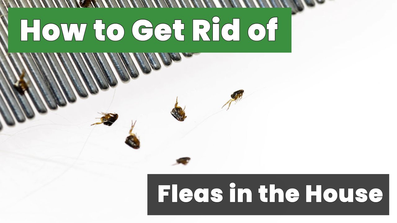 How to Get Rid of Fleas in the House Fast  Fast and Easy Flea Removal Techniques