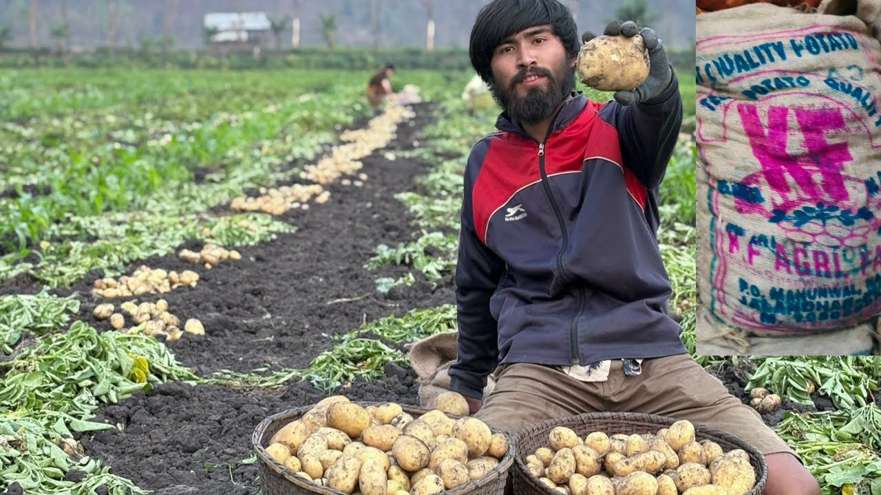 KF potatoes 🥔 🥔